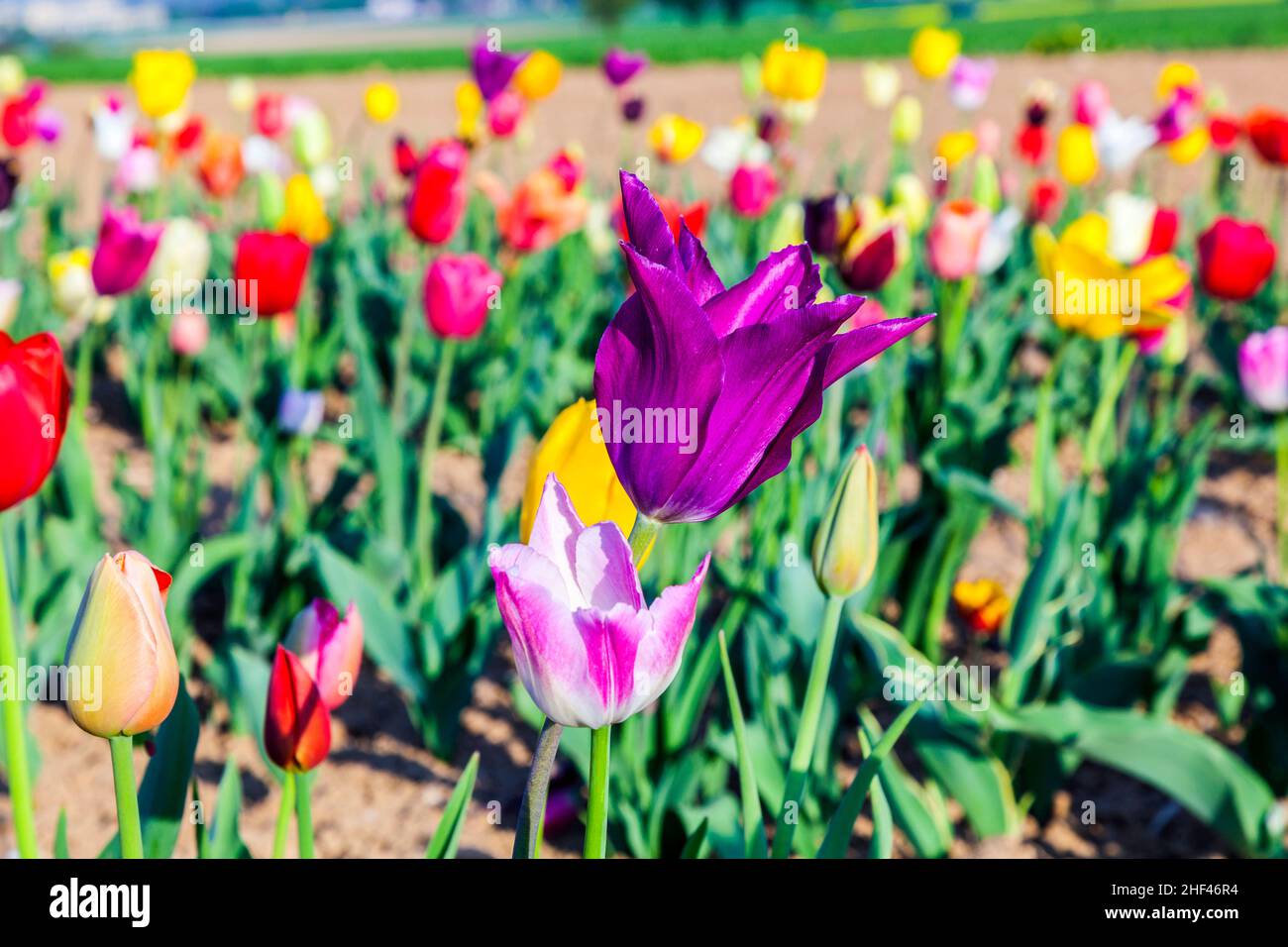 Spring field with blooming colorful tulips Stock Photo - Alamy