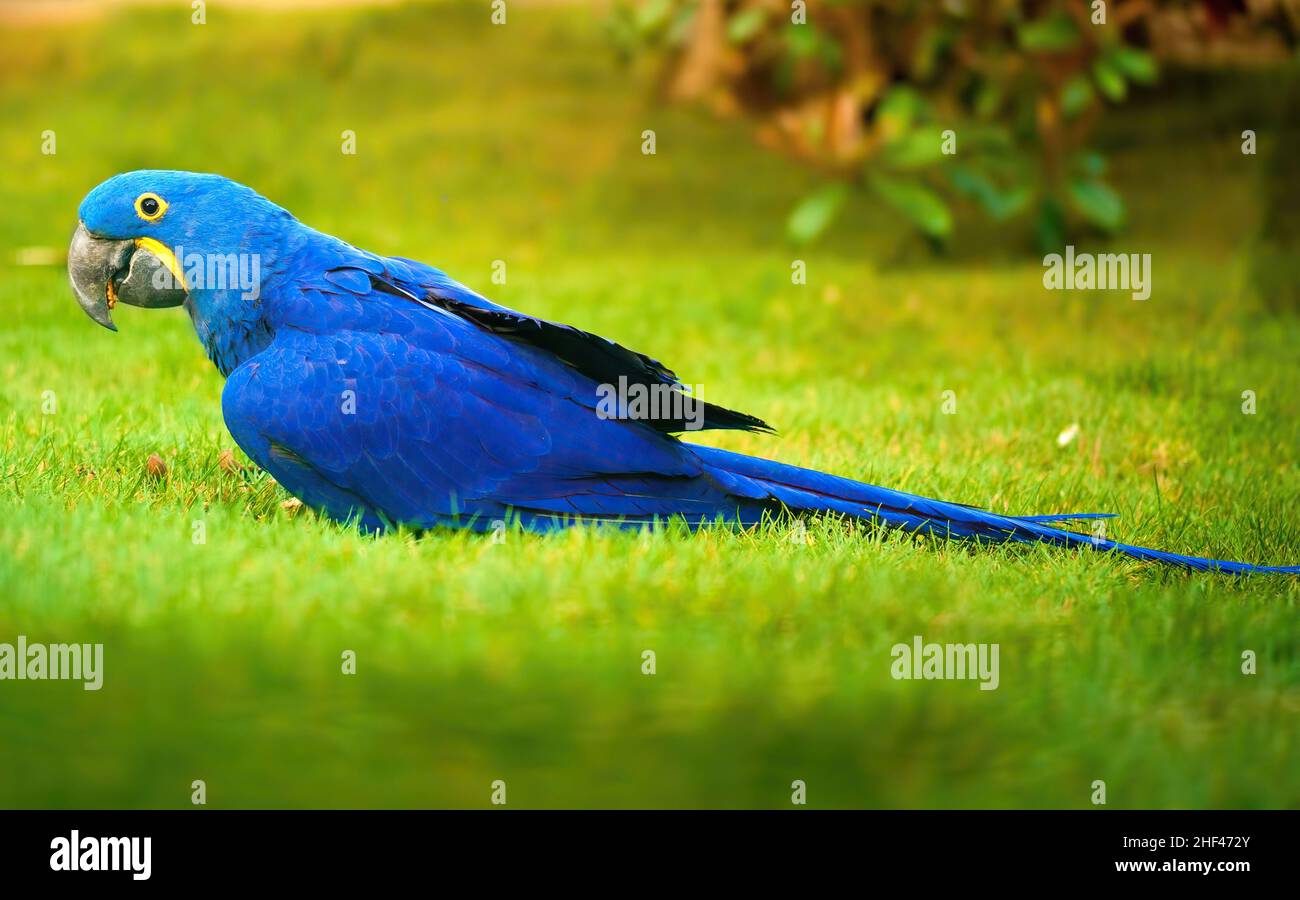 parrot sitting on green grass Stock Photo Alamy