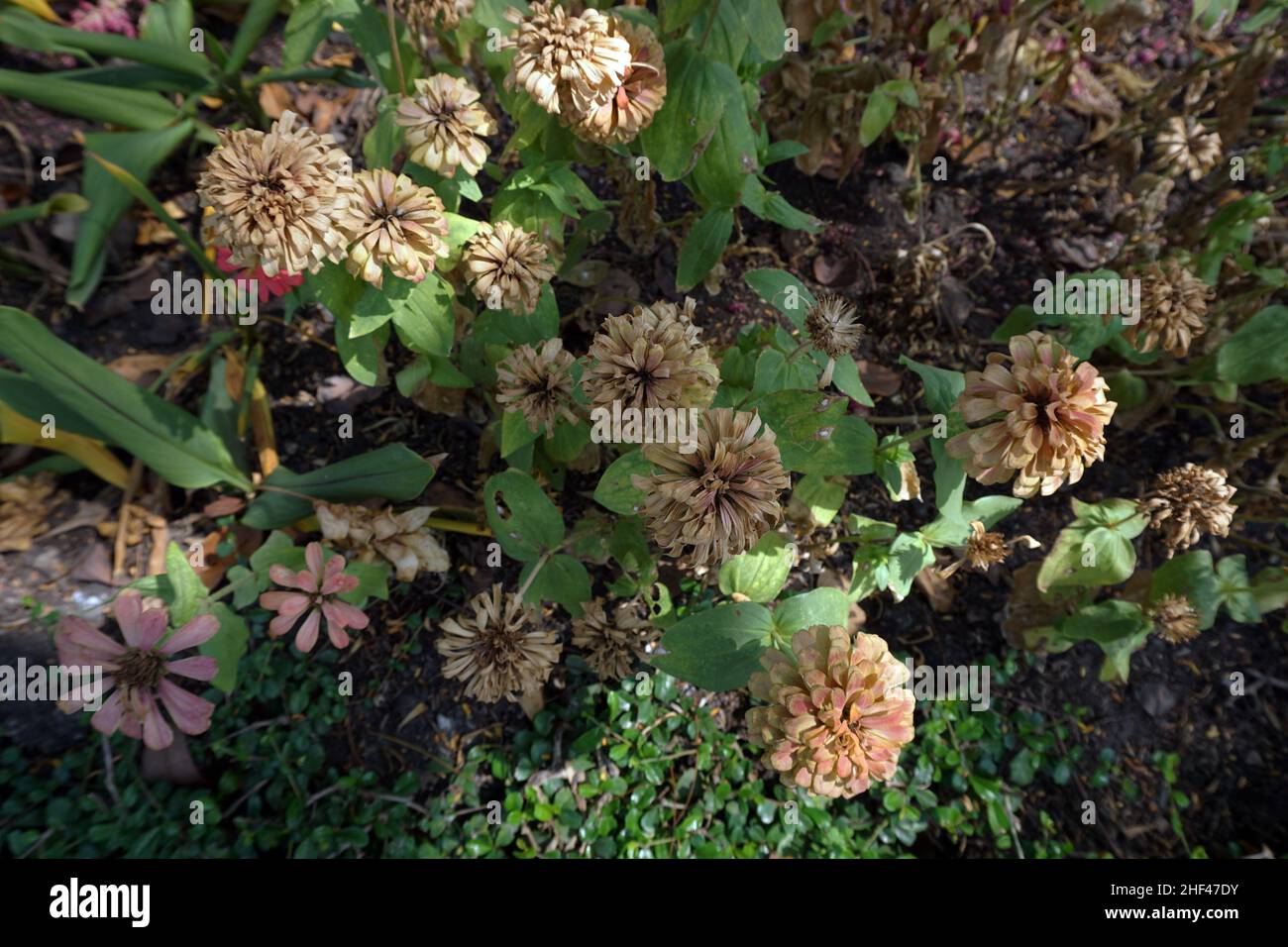 Photo old dried flowers hi-res stock photography and images - Alamy