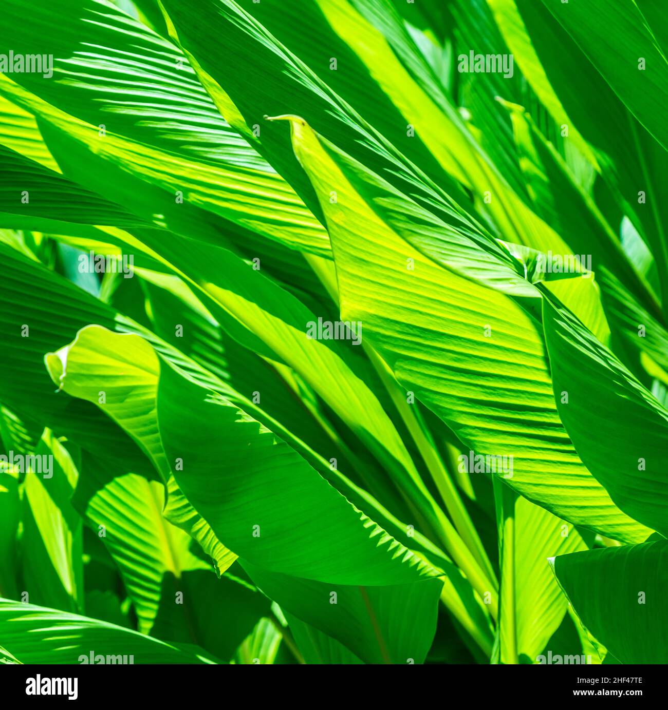 Turf Reed Green green reed grass in the garden gives a harmonic background Stock Photo ...
