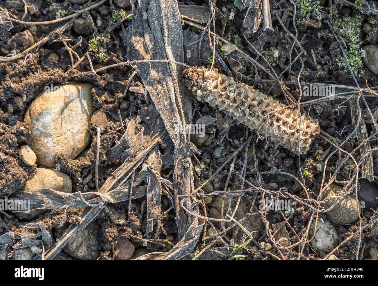 Plants ground frost hi-res stock photography and images - Alamy