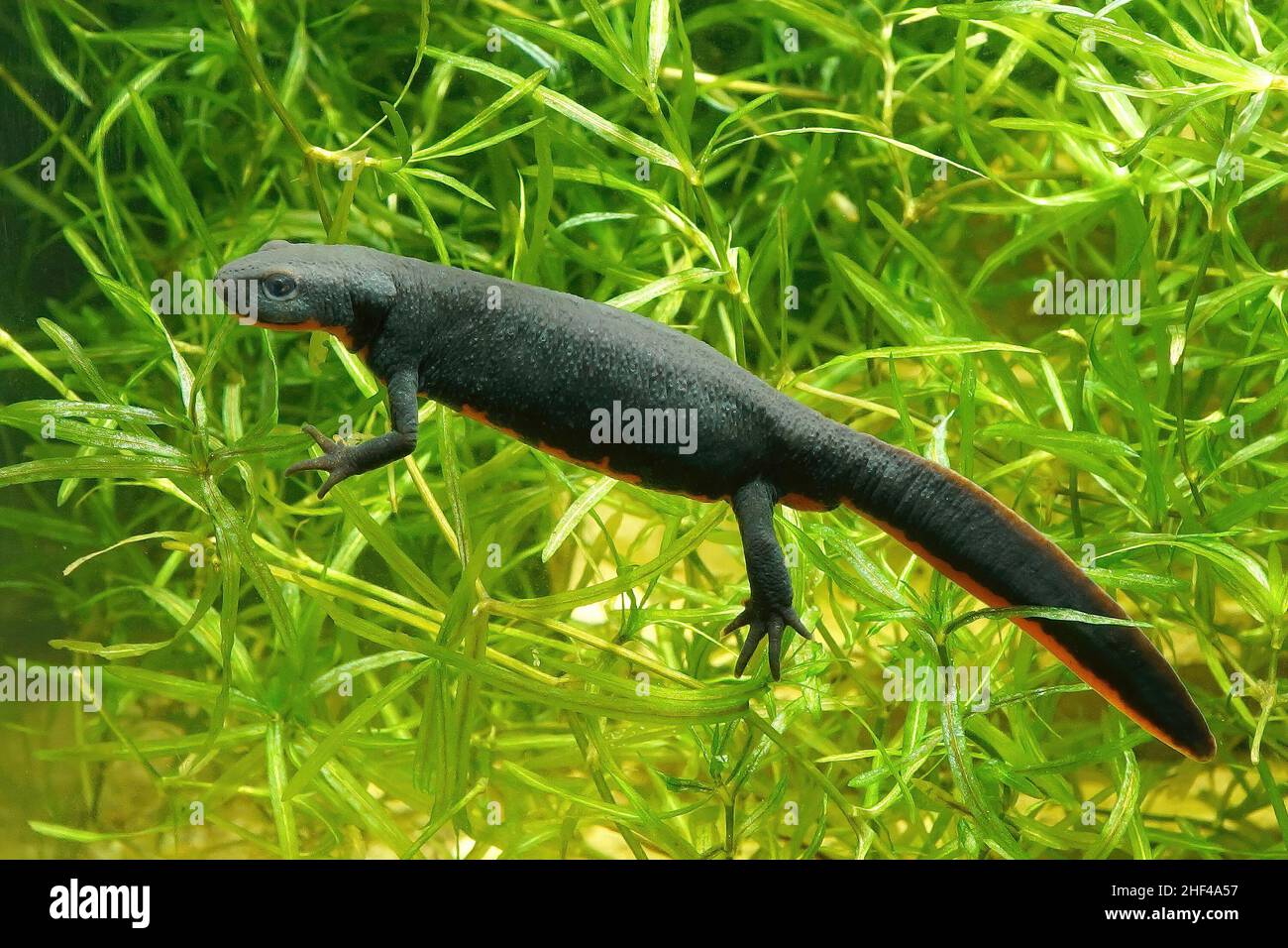 Closeup on an aquatic adult female Chinese fire-bellied newt, Cynops orientalis , underwater Stock Photo