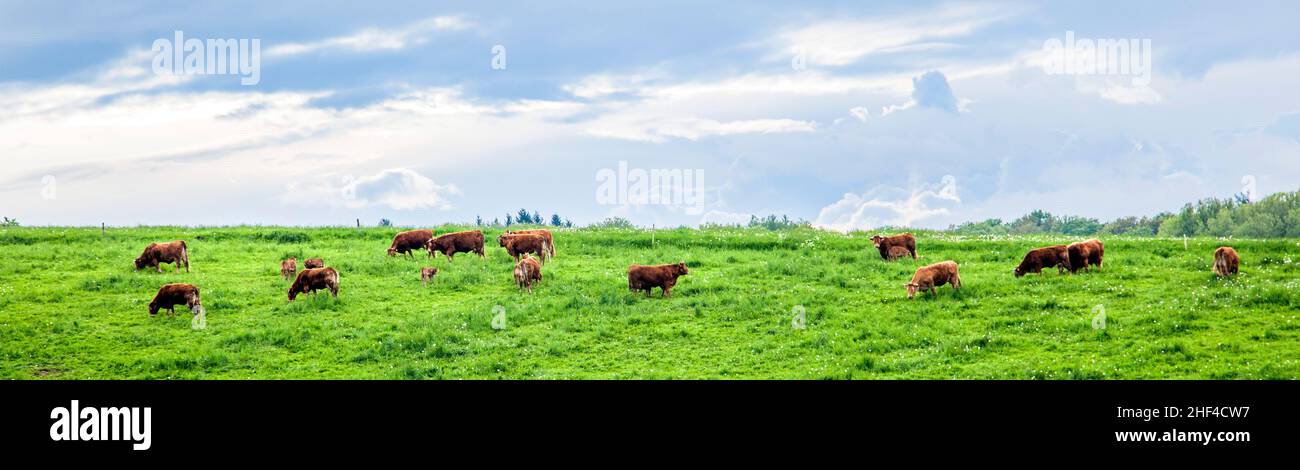 Cows grazing in a meadow in spring Stock Photo - Alamy