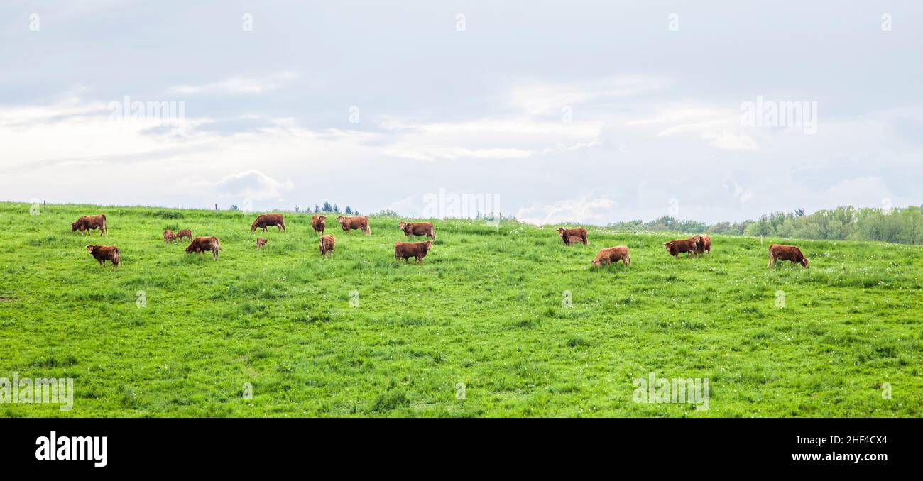 Cows grazing in a meadow in spring Stock Photo - Alamy