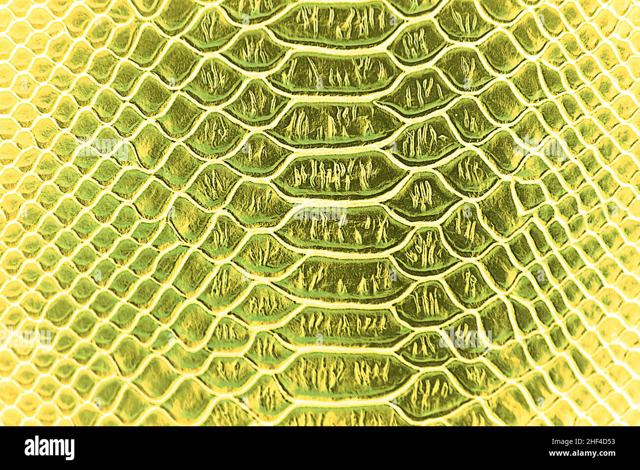 Green Crocodile Skin Pattern Texture Background Stock Photo 1481763647
