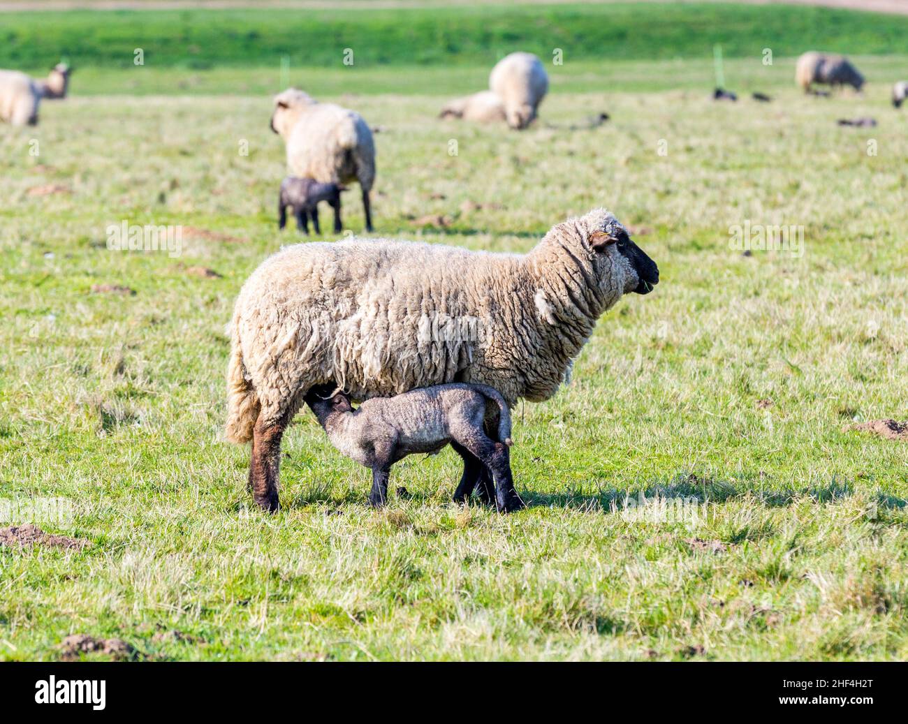 Spring pasture with flock of sheep and lambs Stock Photo - Alamy