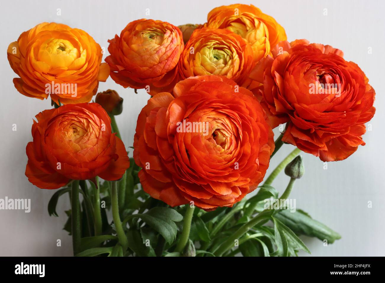 close-up of a beautiful bouquet of orange ranunculus, side view Stock Photo