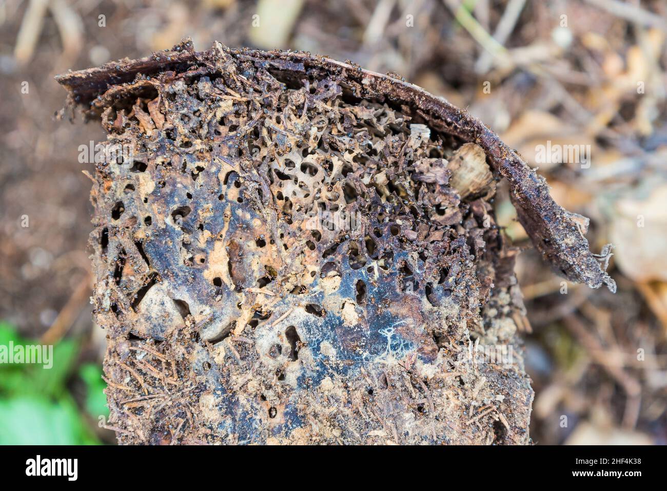 ants crawling in the old wooden tree stump Stock Photo