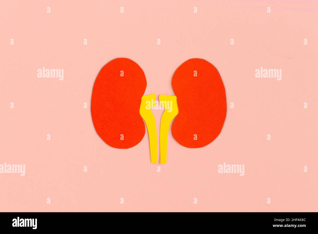 Paper kidneys on pink background Stock Photo