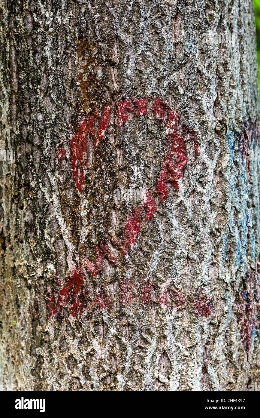 Closeup photo of the number two painted onto a tree trunk Stock Photo