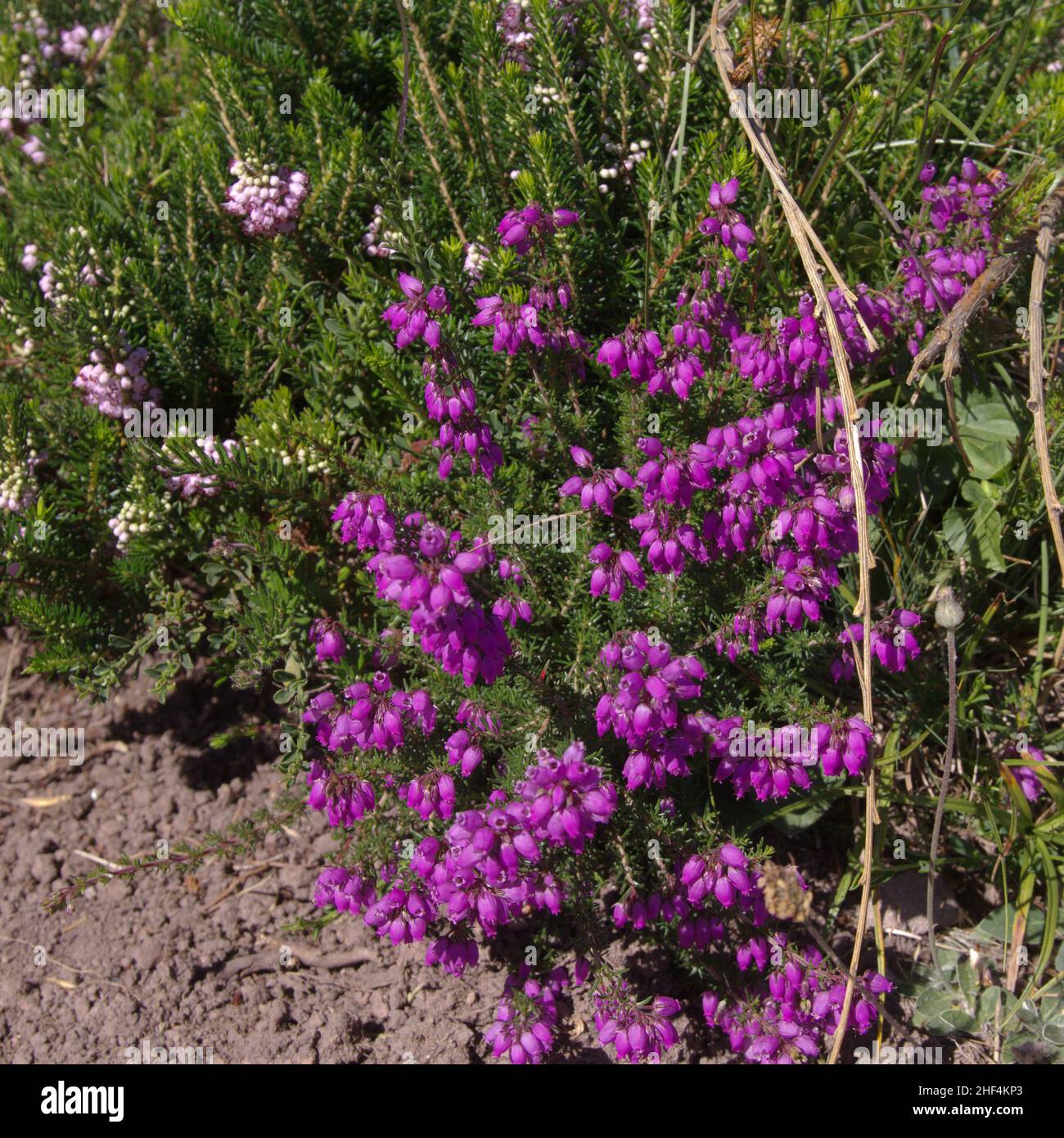 Flora of Cantabria in the north of Spain - different colors of heather flowering in summer Stock Photo