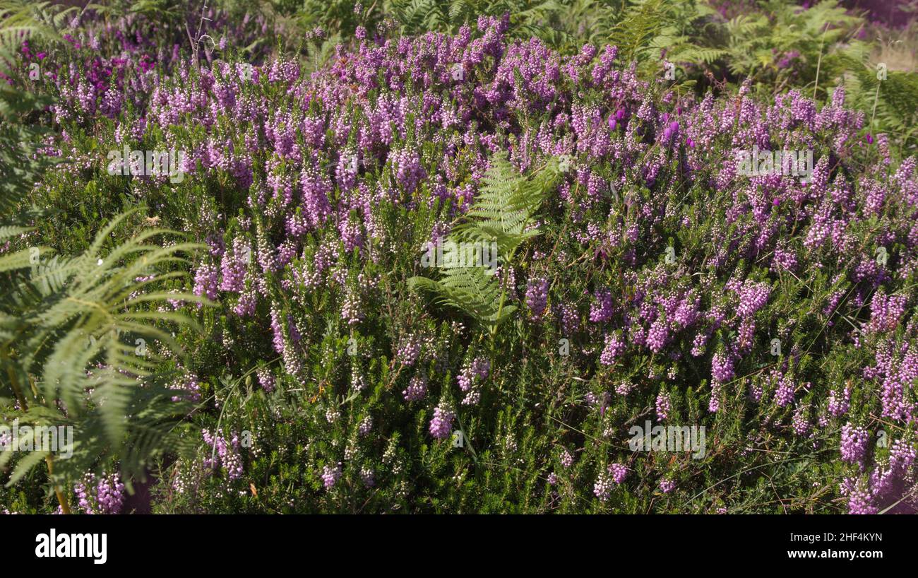 Flora of Cantabria in the north of Spain - different colors of heather flowering in summer Stock Photo