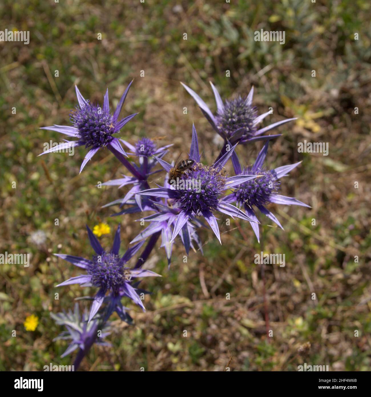flora of Cantabria - blue flower heads of Eryngium bourgatii, Meditarranean sea holly Stock Photo