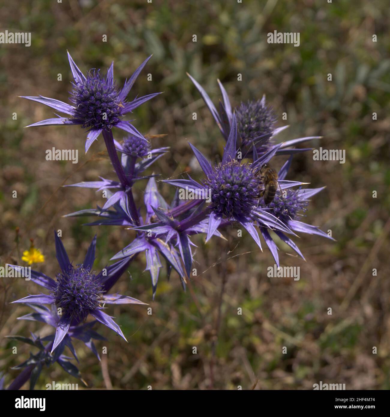 flora of Cantabria - blue flower heads of Eryngium bourgatii, Meditarranean sea holly Stock Photo