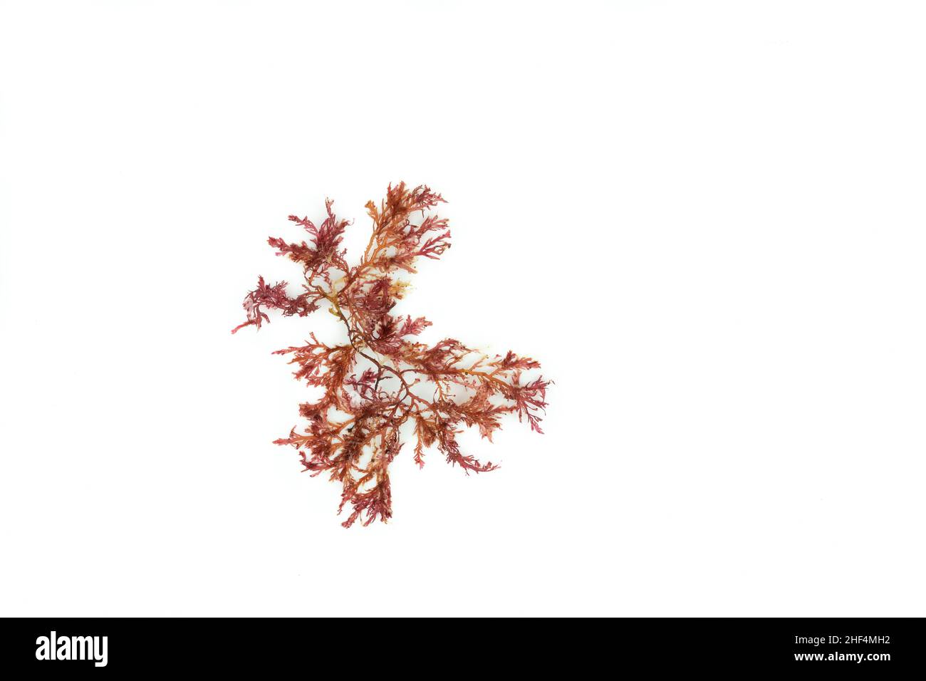 Red algae, Gelidium, on white background. Stock Photo