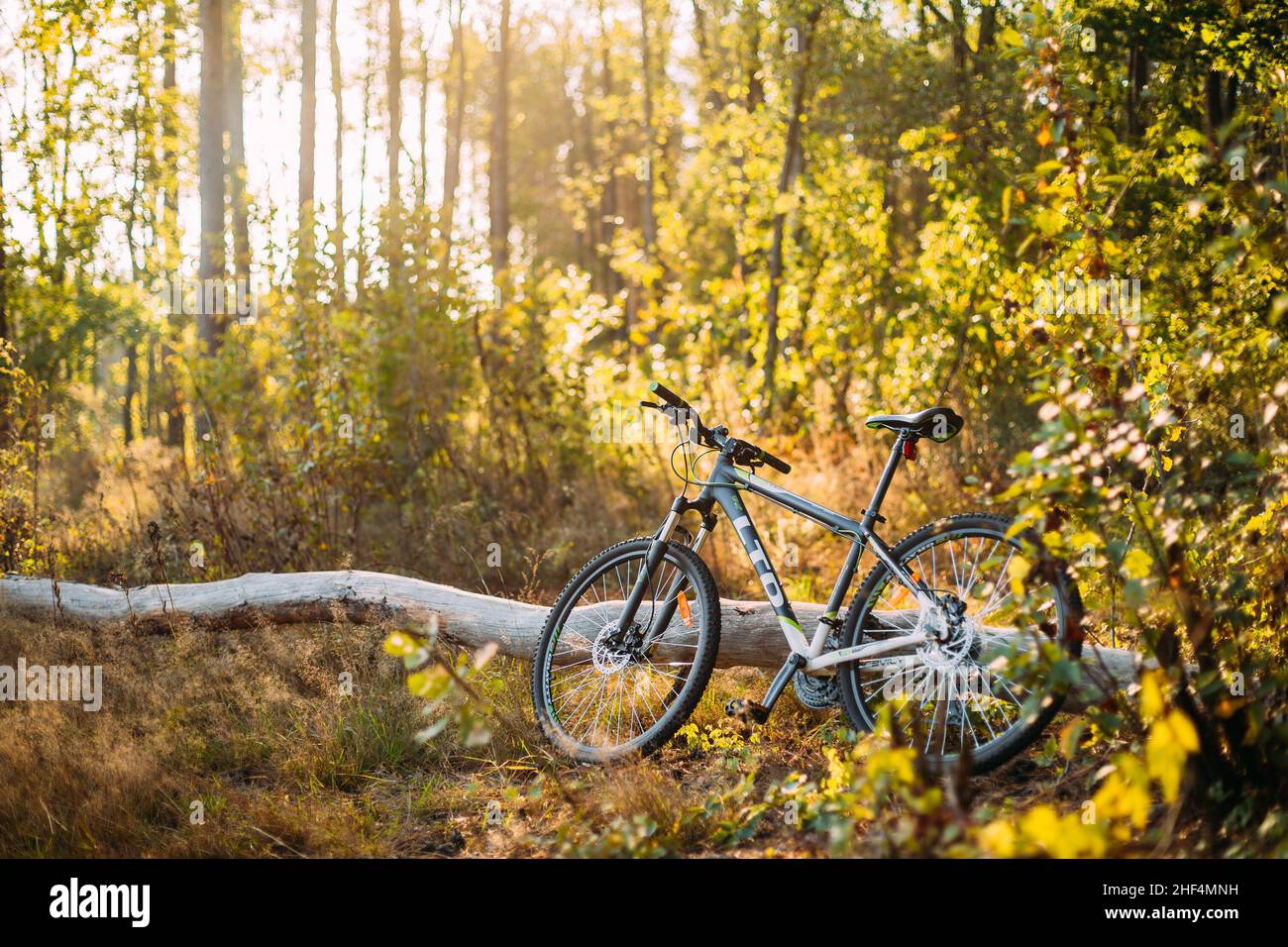 Mountain bike bicycle brand LTD is an old fallen tree in autumn forest on a sunny day Stock Photo