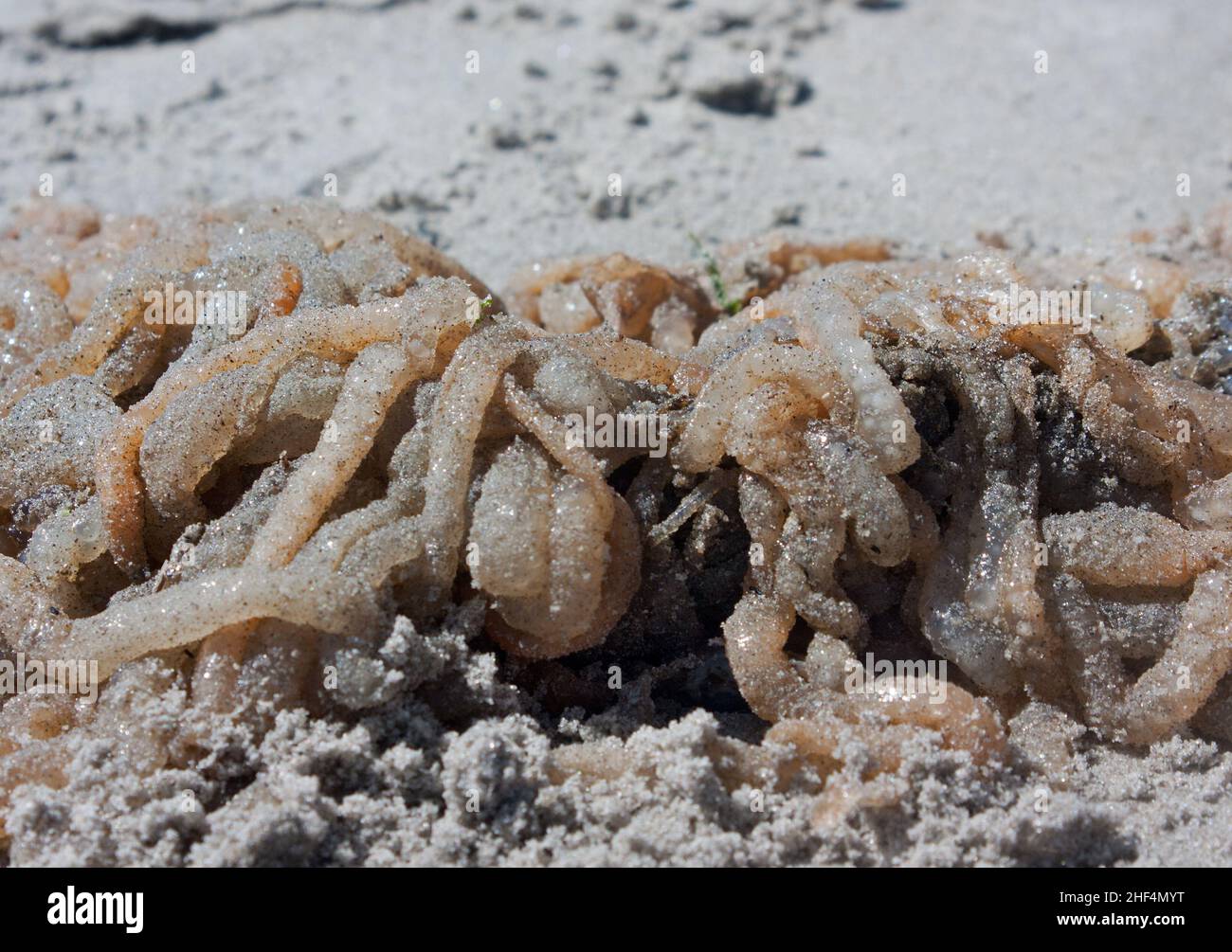 A messy tangled egg mass of European squid, washed up on the beach Stock Photo