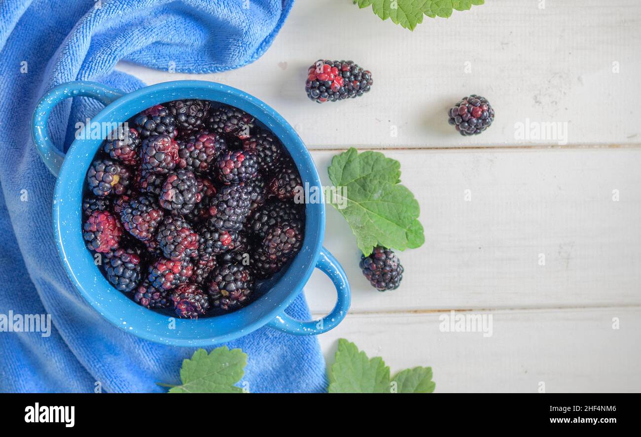 fresh blackberry in a blue bowl on a white background Stock Photo
