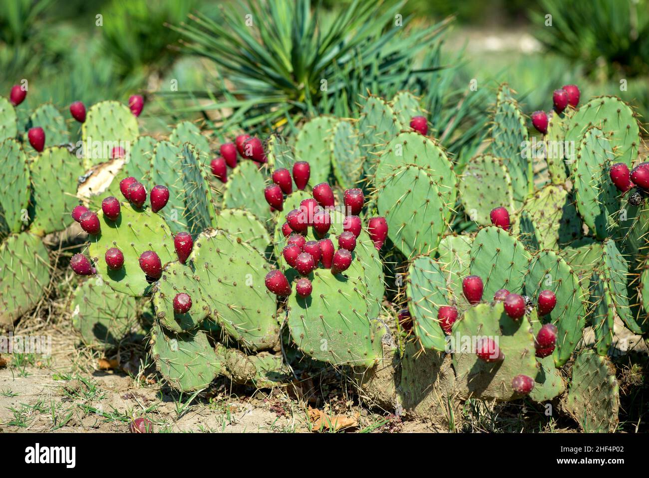 Pera Indiana Close up of Opuntia ficus-indica is also known as Prickly Pear, Indian ...