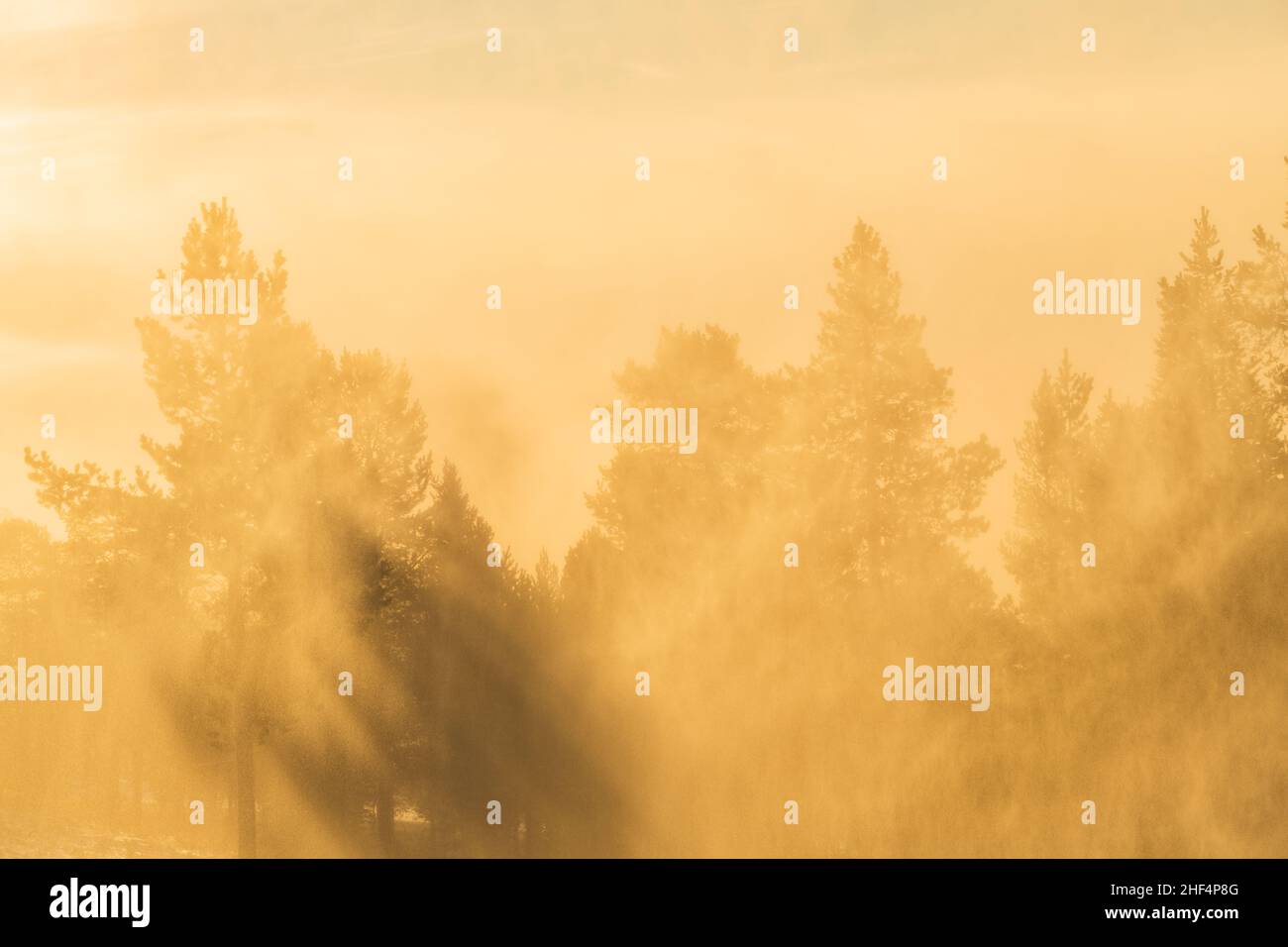 Sun shining through misty forest Stock Photo