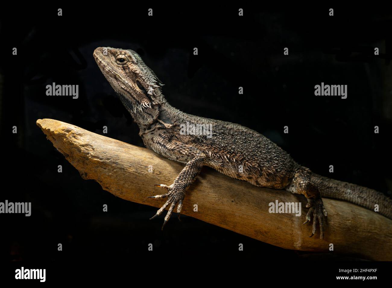 Eastern Bearded Dragon (Pogona barbata) laying on log Stock Photo