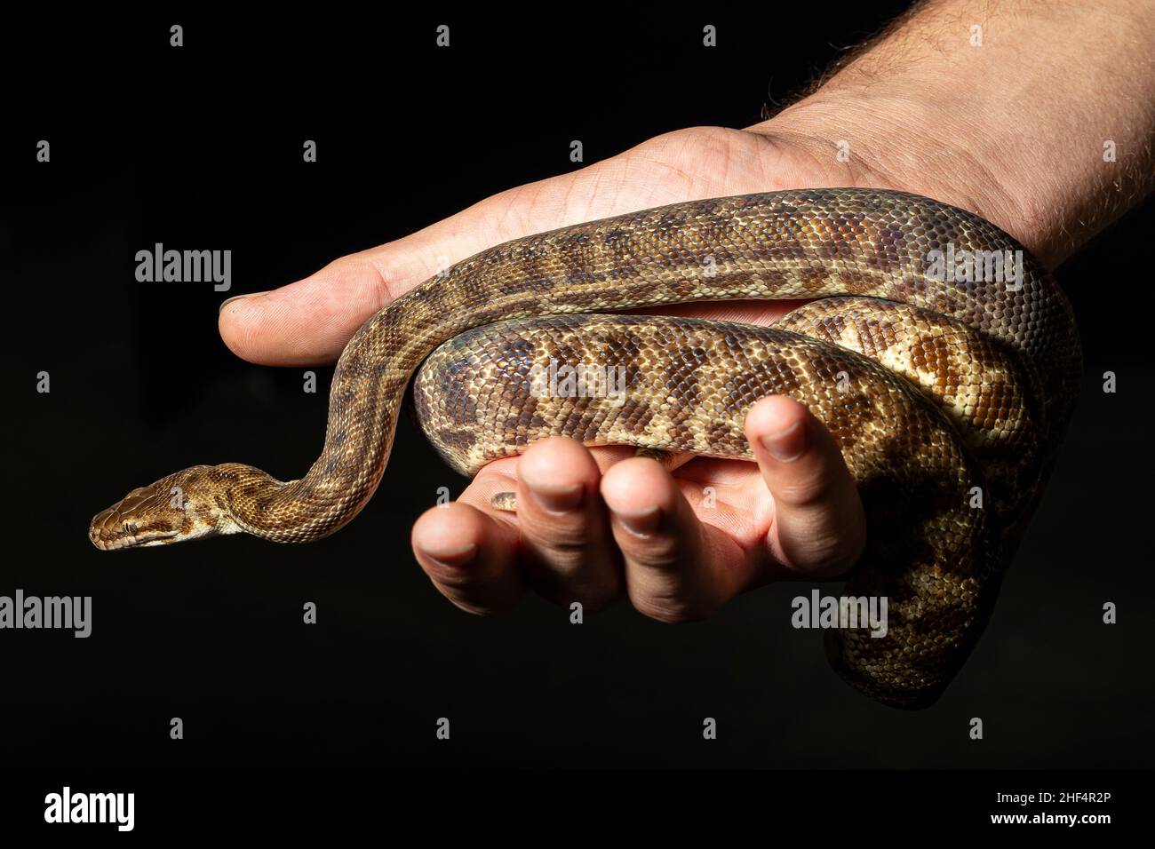 Stimson's python (Antaresia stimsoni) being held in hand Stock Photo ...