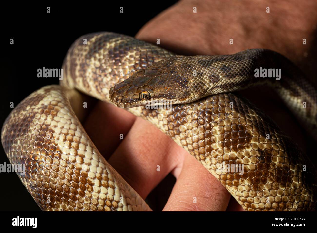 Stimsons python antaresia stimsoni hi-res stock photography and images ...