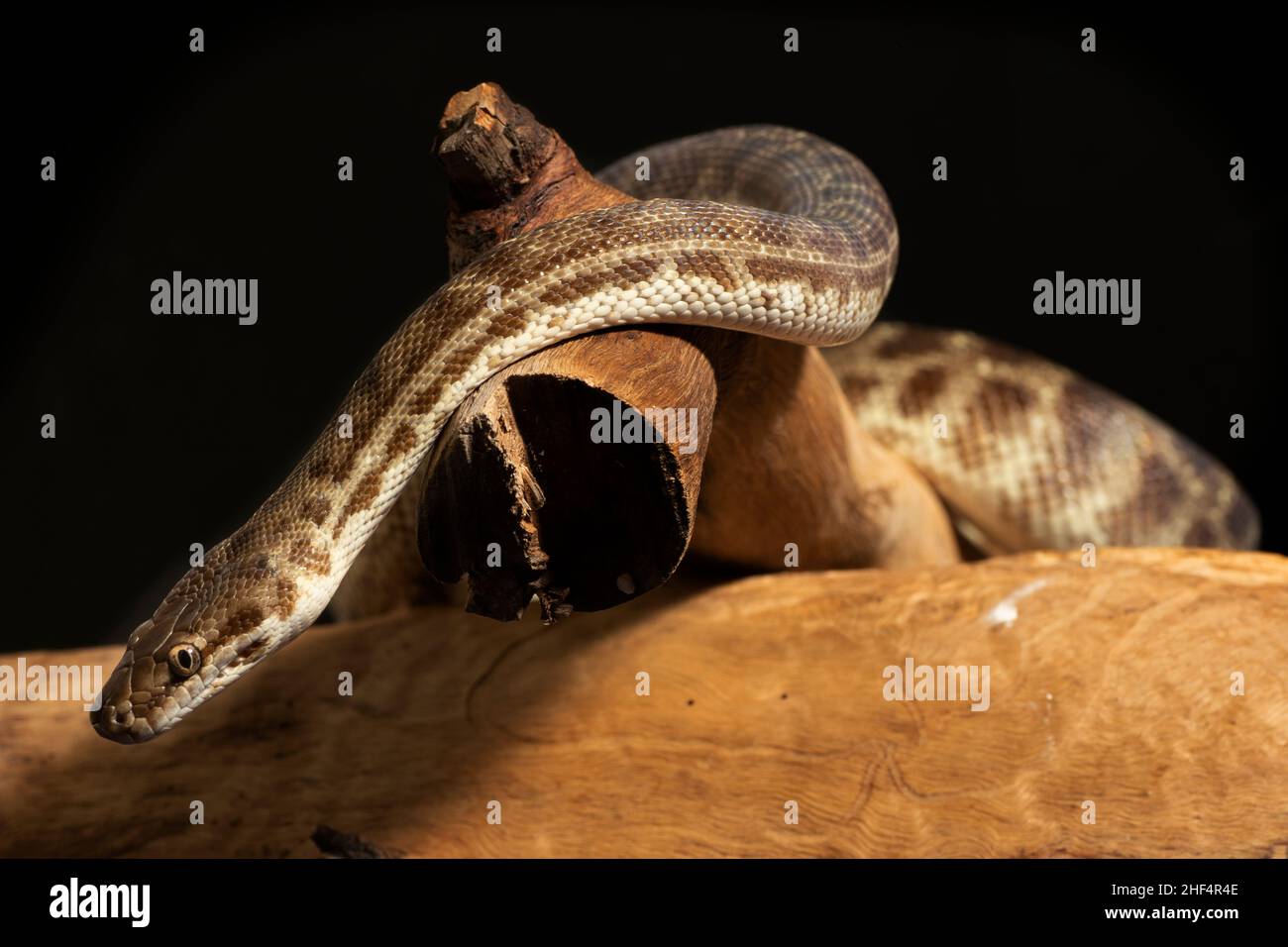 Stimson's python (Antaresia stimsoni) crawling over log Stock Photo - Alamy