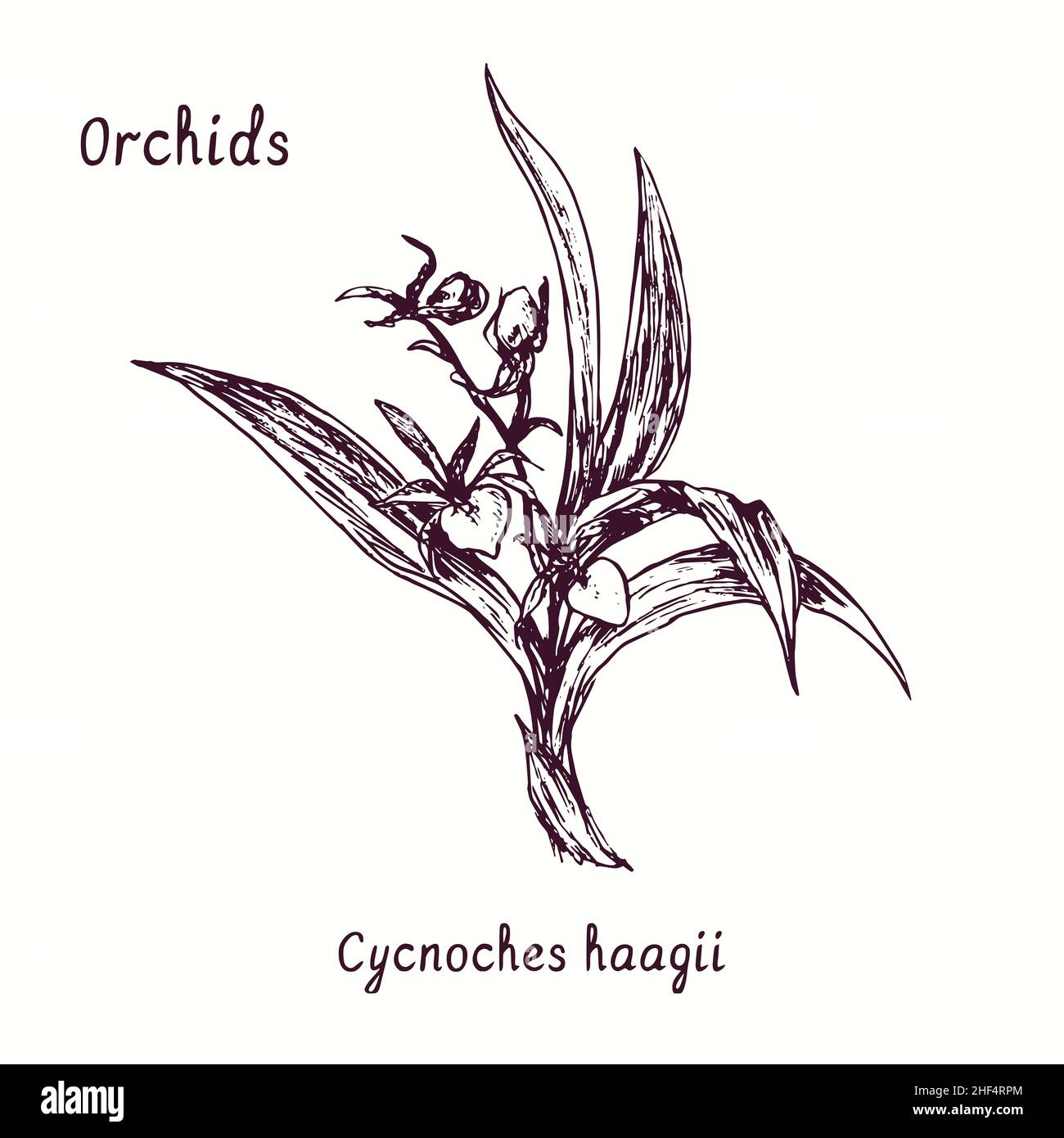 Cycnoches hagii orchids flower collection. Ink black and white doodle drawing in woodcut style with inscription. Stock Photo