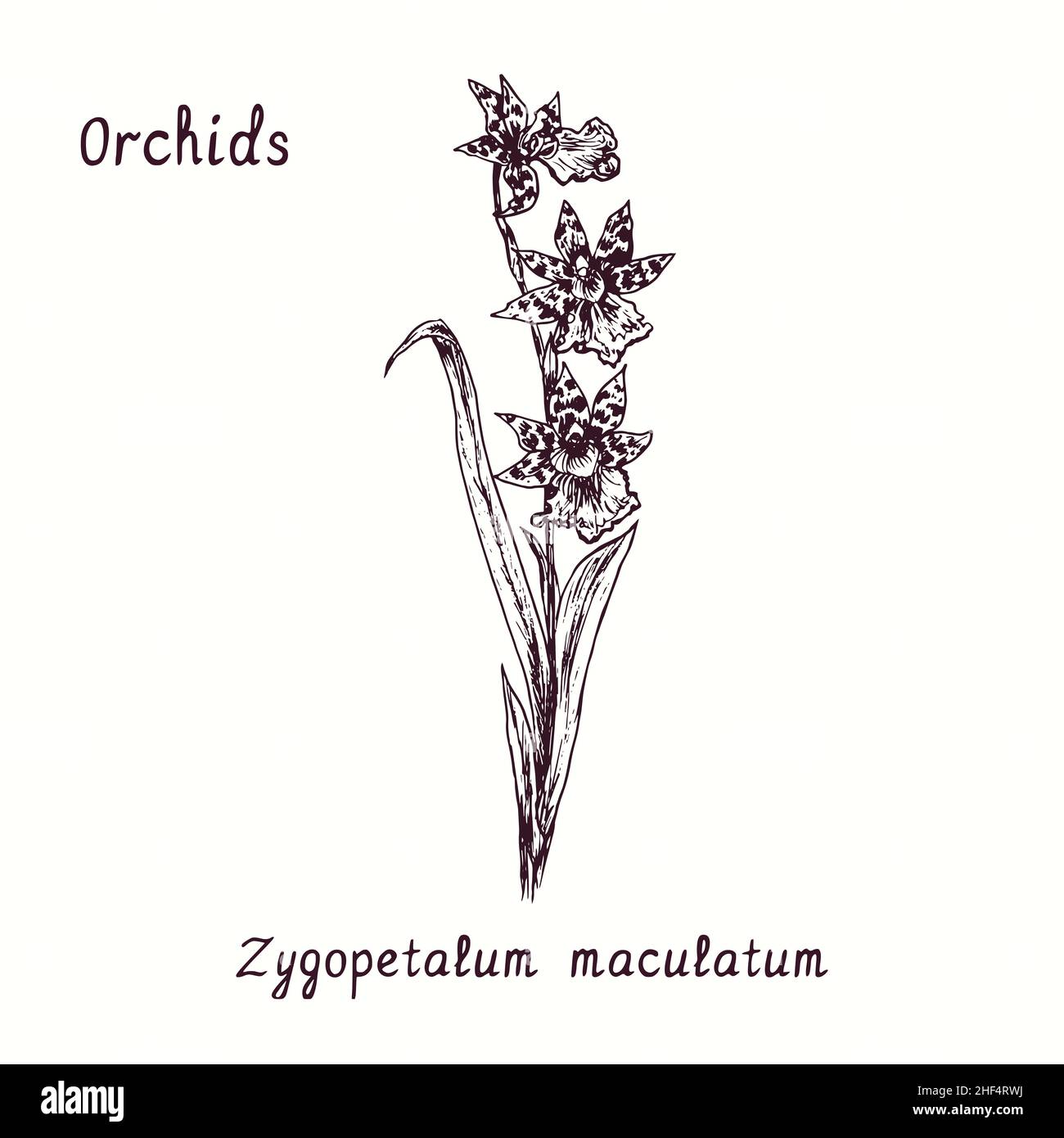 Zygopetalum maculatum orchids flower collection. Ink black and white doodle drawing in woodcut style with inscription. Stock Photo