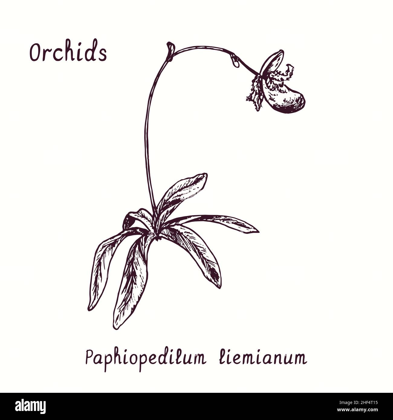 Paphiopedilum liemianum orchids flower collection. Ink black and white doodle drawing in woodcut style with inscription. Stock Photo