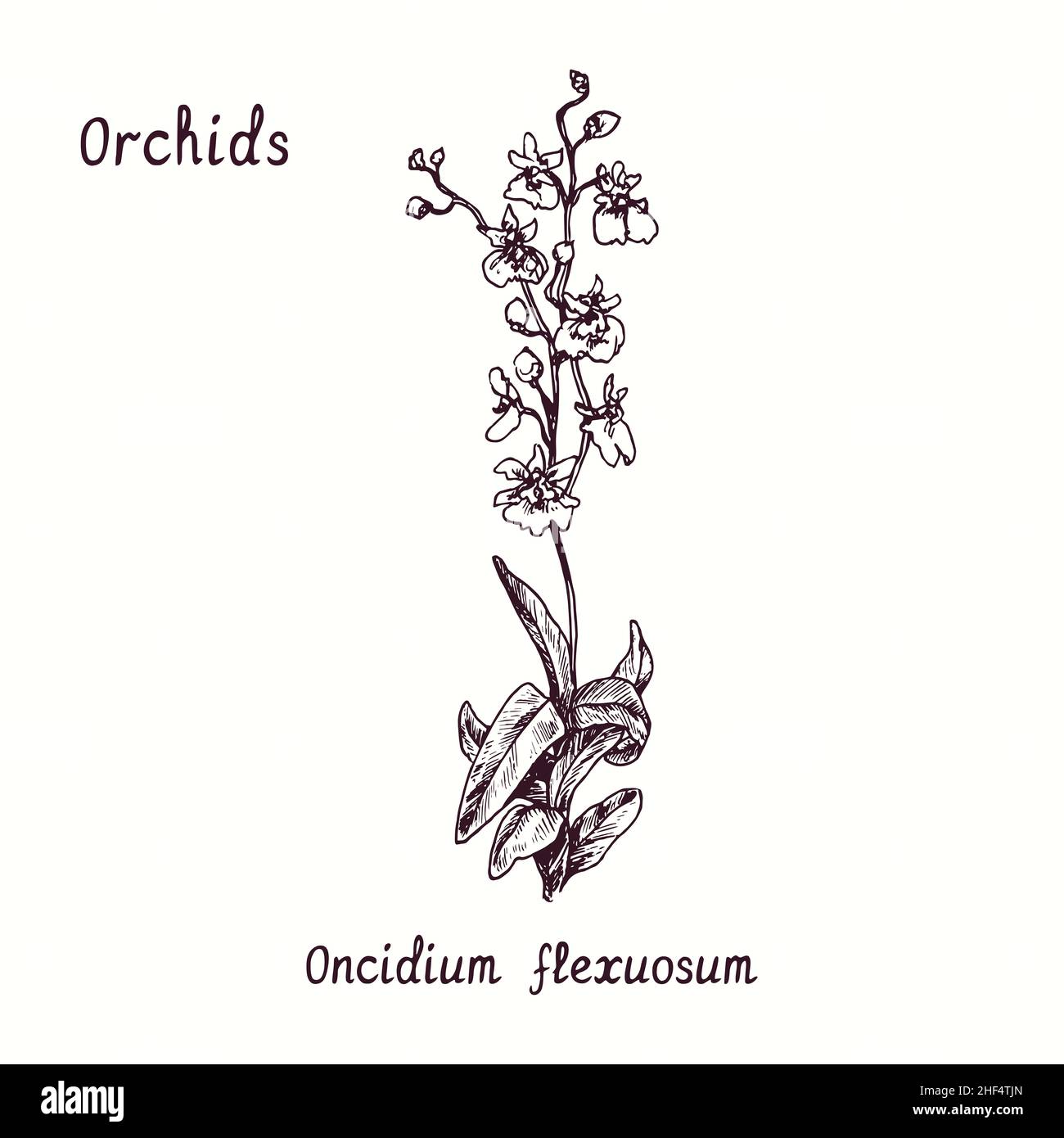 Oncidium flexuosum orchids flower collection. Ink black and white doodle drawing in woodcut style with inscription. Stock Photo