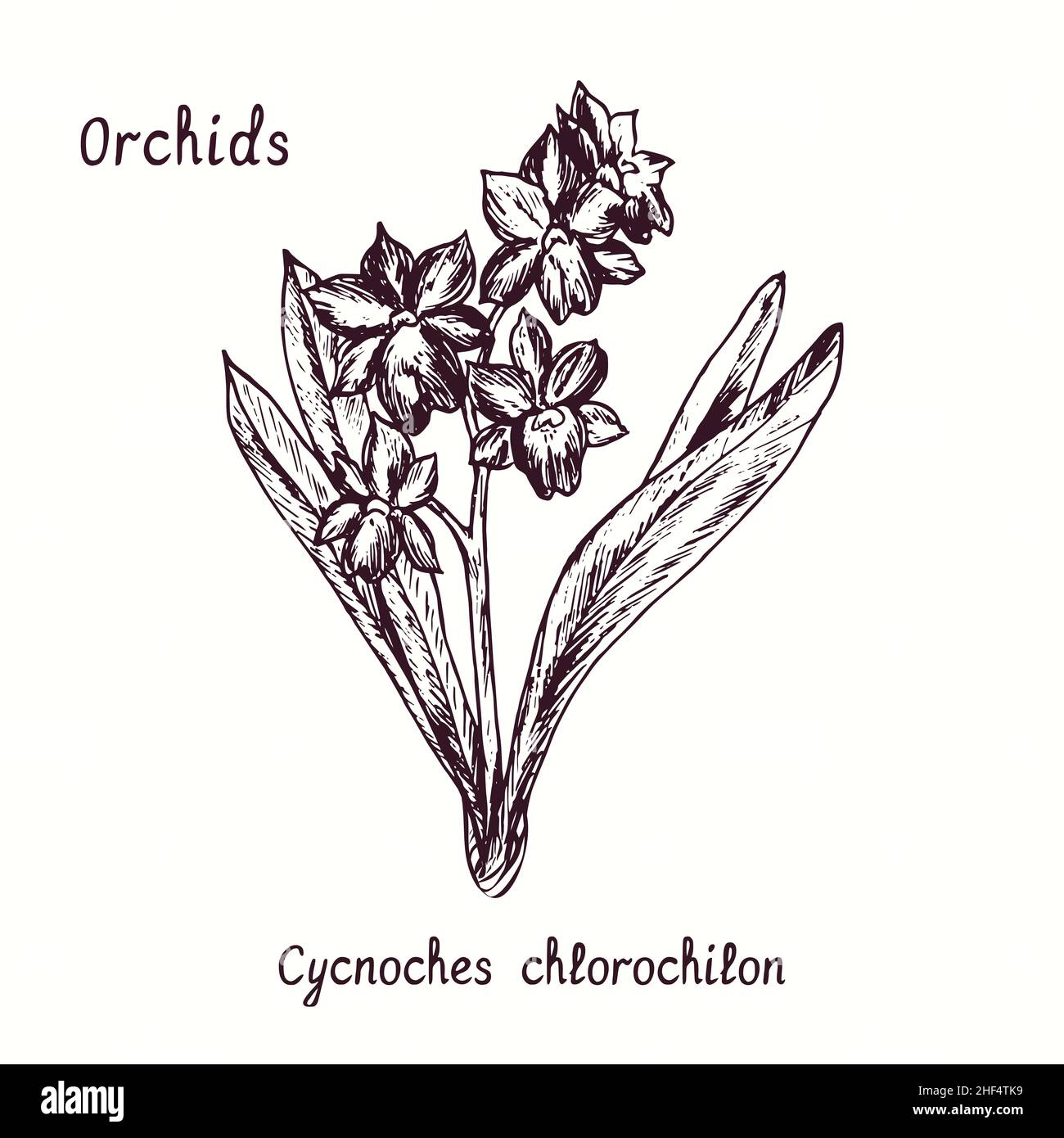 Cycnoches chlorochilon orchids flower collection. Ink black and white doodle drawing in woodcut style with inscription. Stock Photo