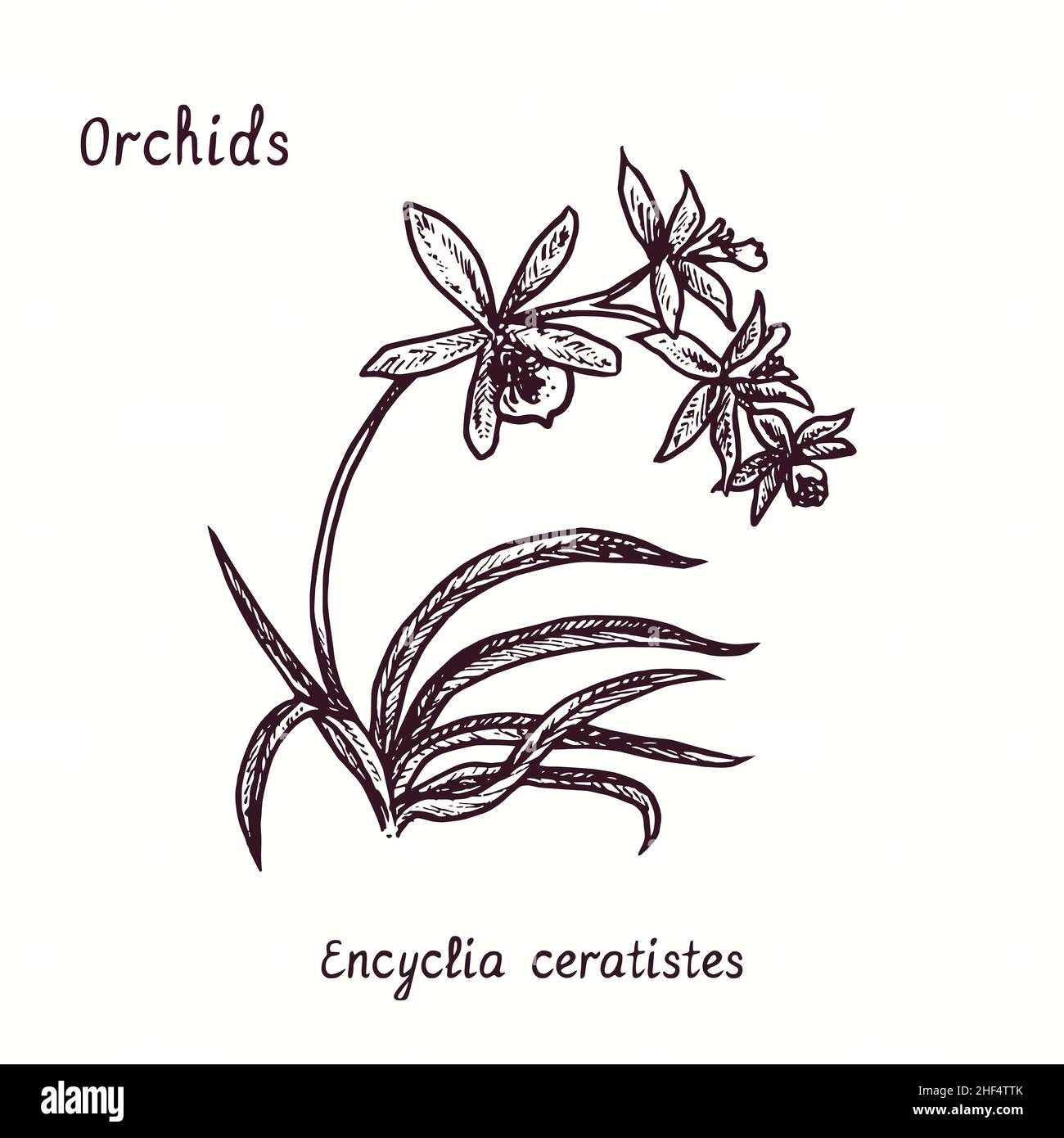 Encyclia ceratistes (Epidendrum ramonense, frosted rain) orchids flower collection. Ink black and white doodle drawing in woodcut style with inscripti Stock Photo