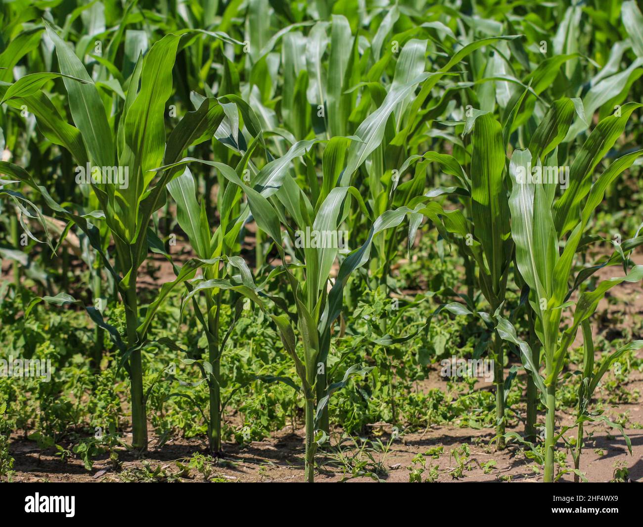 Filed with young corn plants in western Serbia Stock Photo