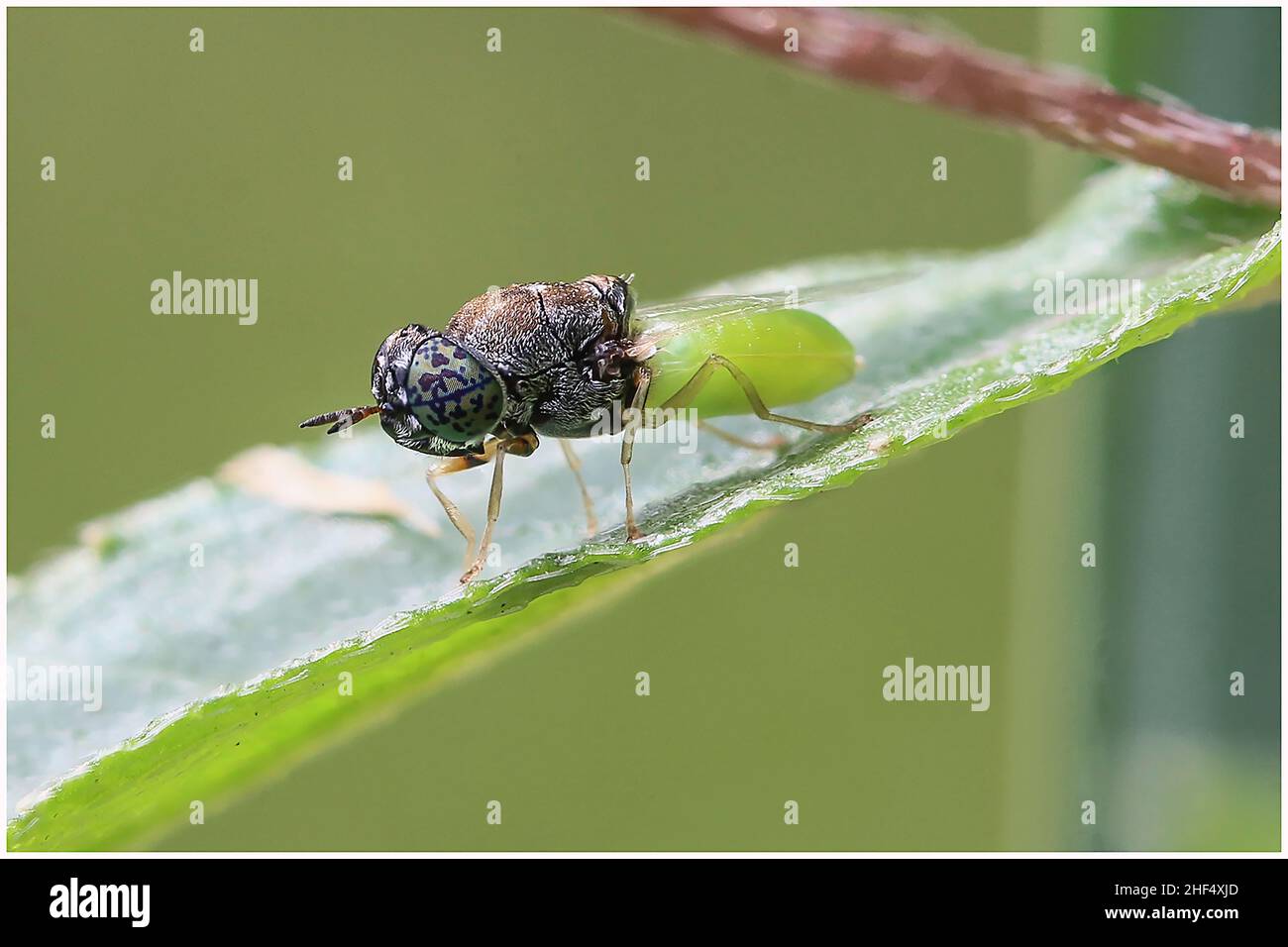 The life of small insects in the park in Ho Chi Minh city Stock Photo
