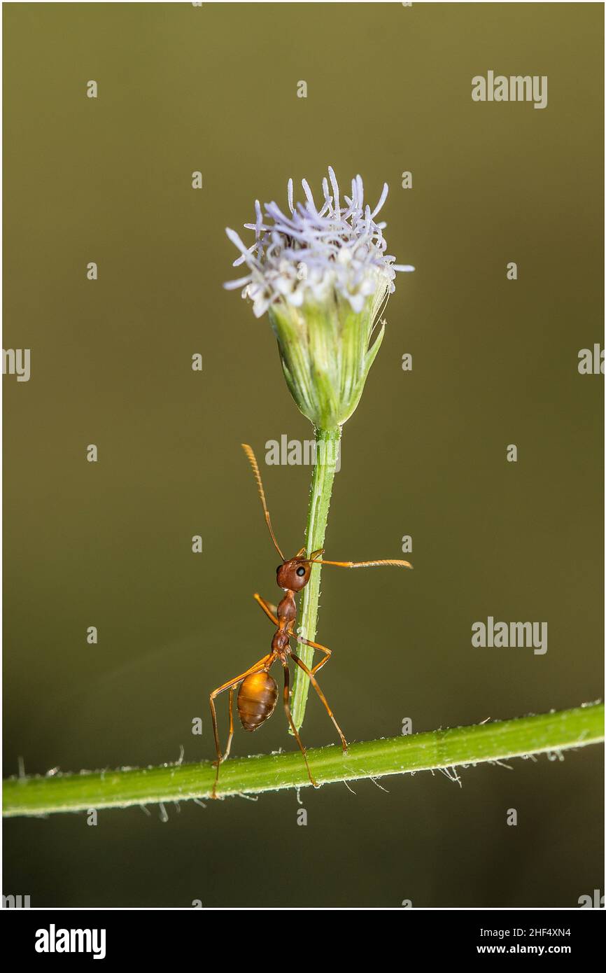 Lovely ants in a park in Ho Chi Minh City Stock Photo