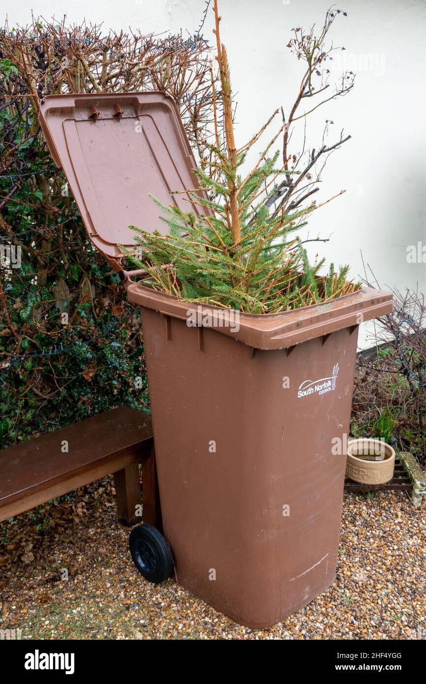 Christmas tree in garden wheelie bin Stock Photo Alamy