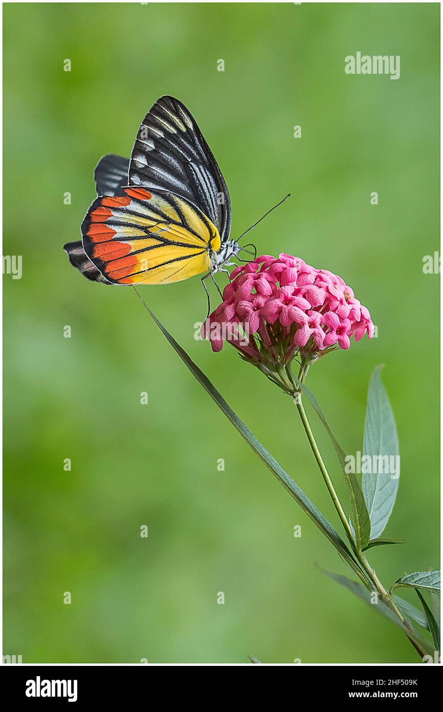 a decoration with fake colored butterflies on a transparent