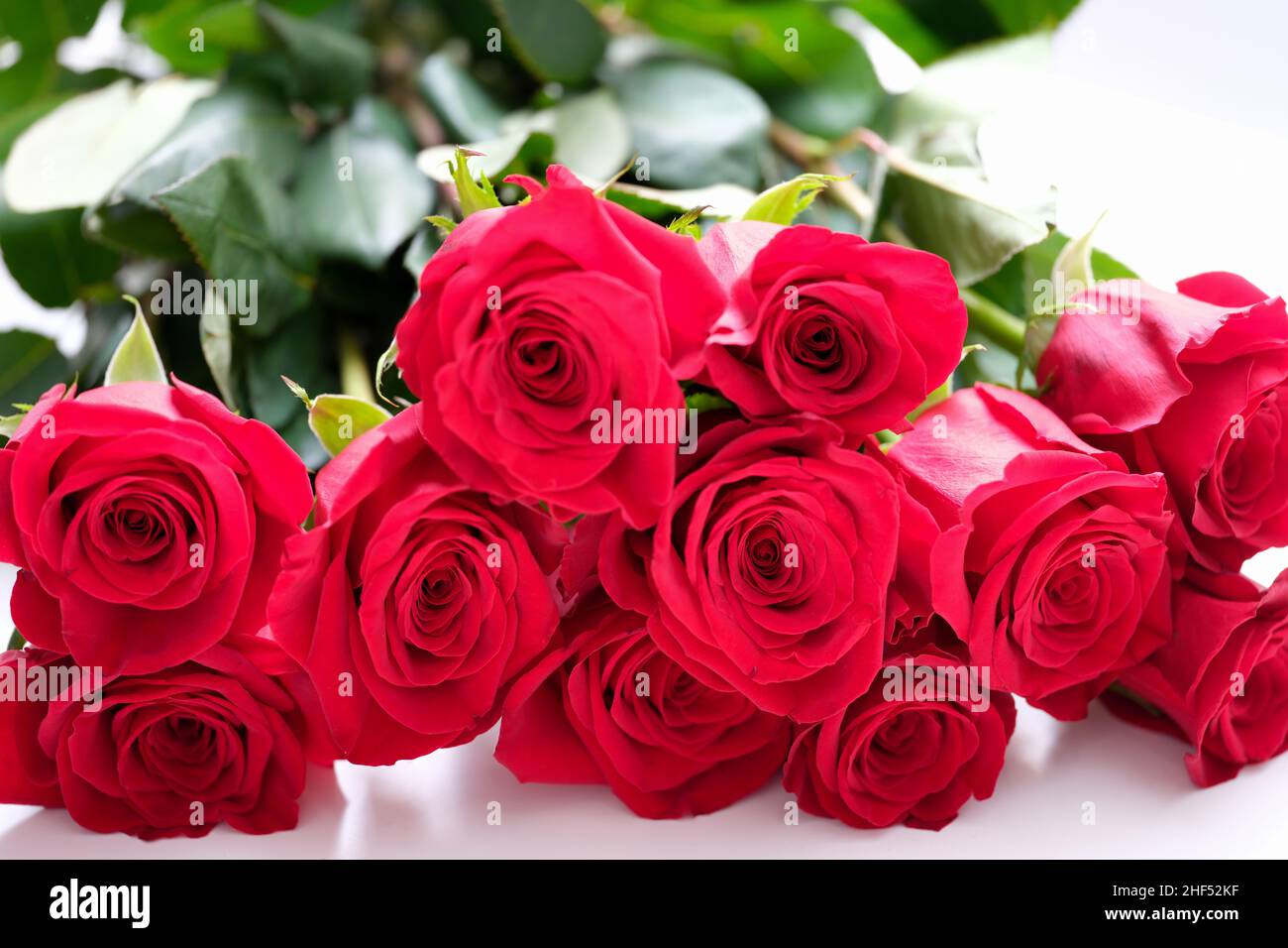 Many buds of red roses on a white background, wallpaper Stock Photo - Alamy