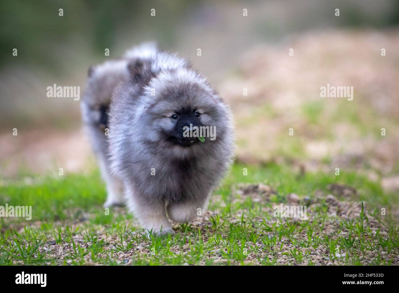 Keeshond Puppies Playing Stock Photo