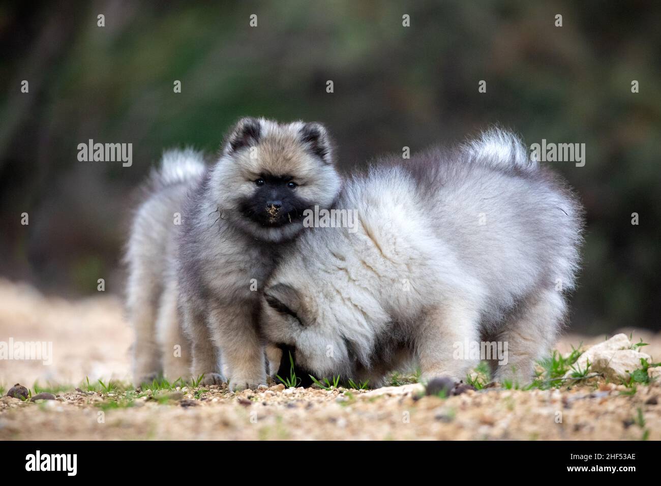Keeshond Puppies Stock Photo