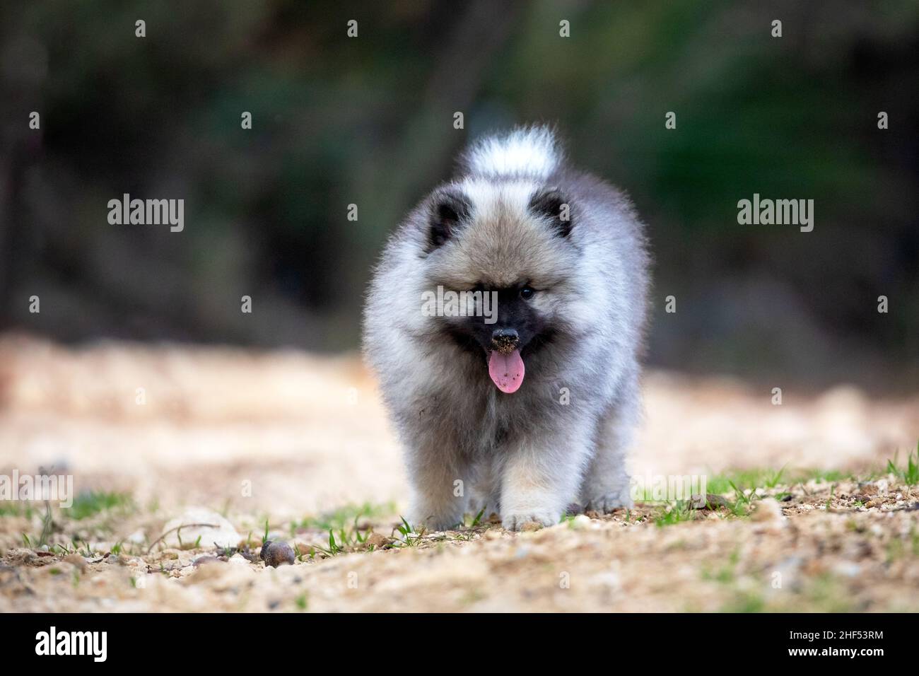 Keeshond Puppy Walking Stock Photo