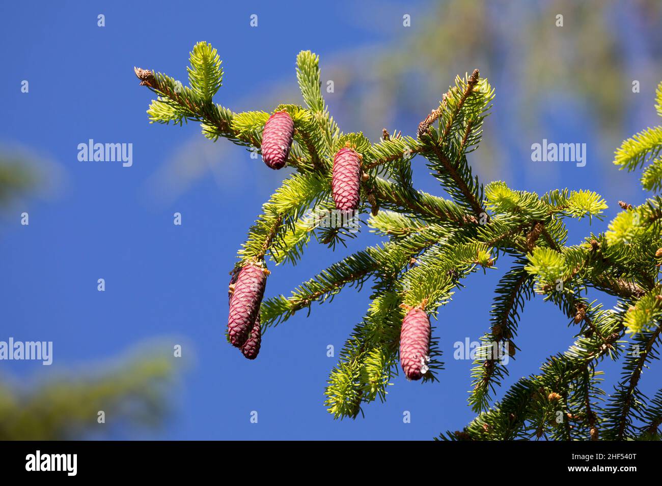 Fichte, Zapfen, Fichtenzapfen, Fichten-Zapfen, Fichten, Gewöhnliche Fichte, Rot-Fichte, Rotfichte, Picea abies, Spruce, Common Spruce, Norway spruce, Stock Photo