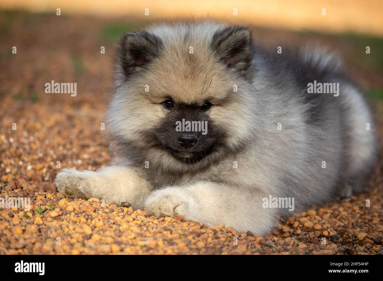 Cute Keeshond Puppy Stock Photo