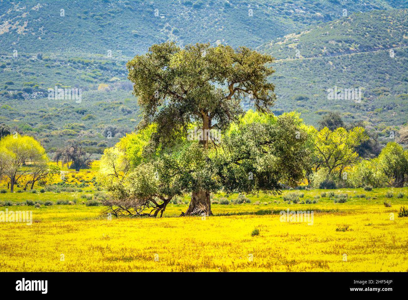 Wild Flowers Oak Tree Stock Photo Alamy