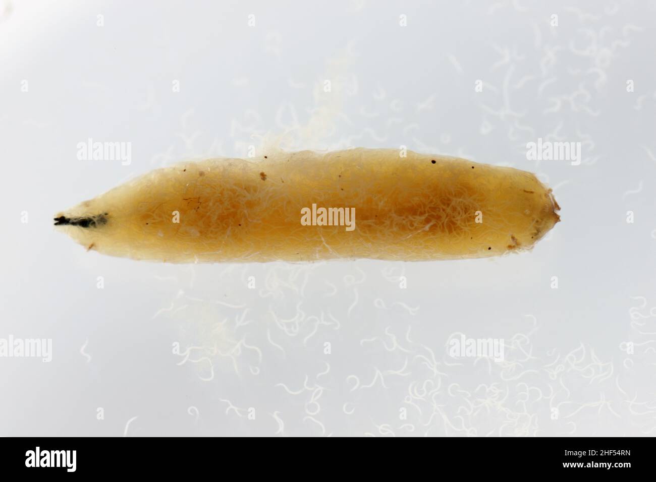 Body of cabbage larvae filled with parasitic entomopathogenic nematodes -Steinernema sp. The nematodes also floated into the water. Stock Photo