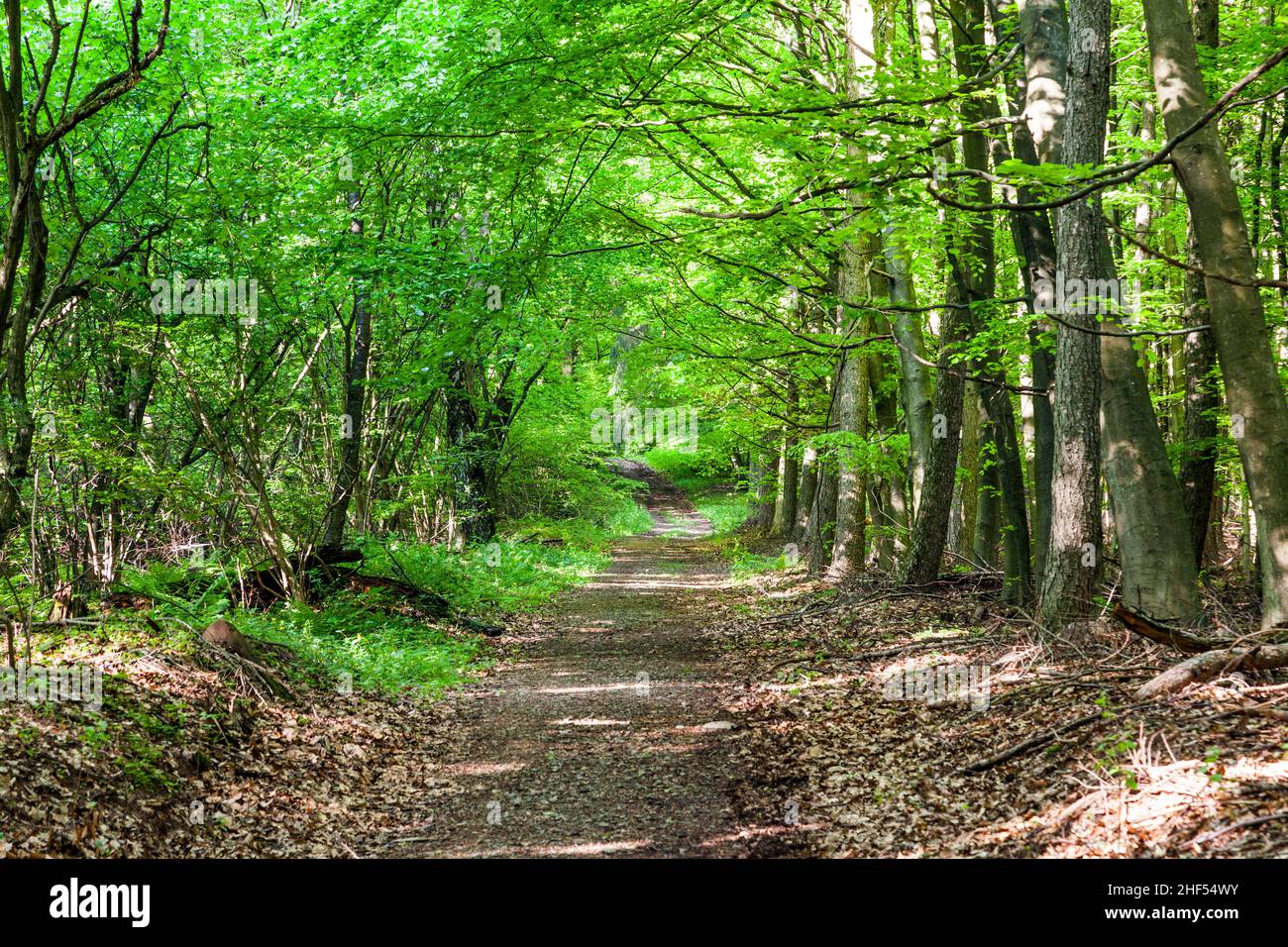 way through the green forest in spring time Stock Photo - Alamy