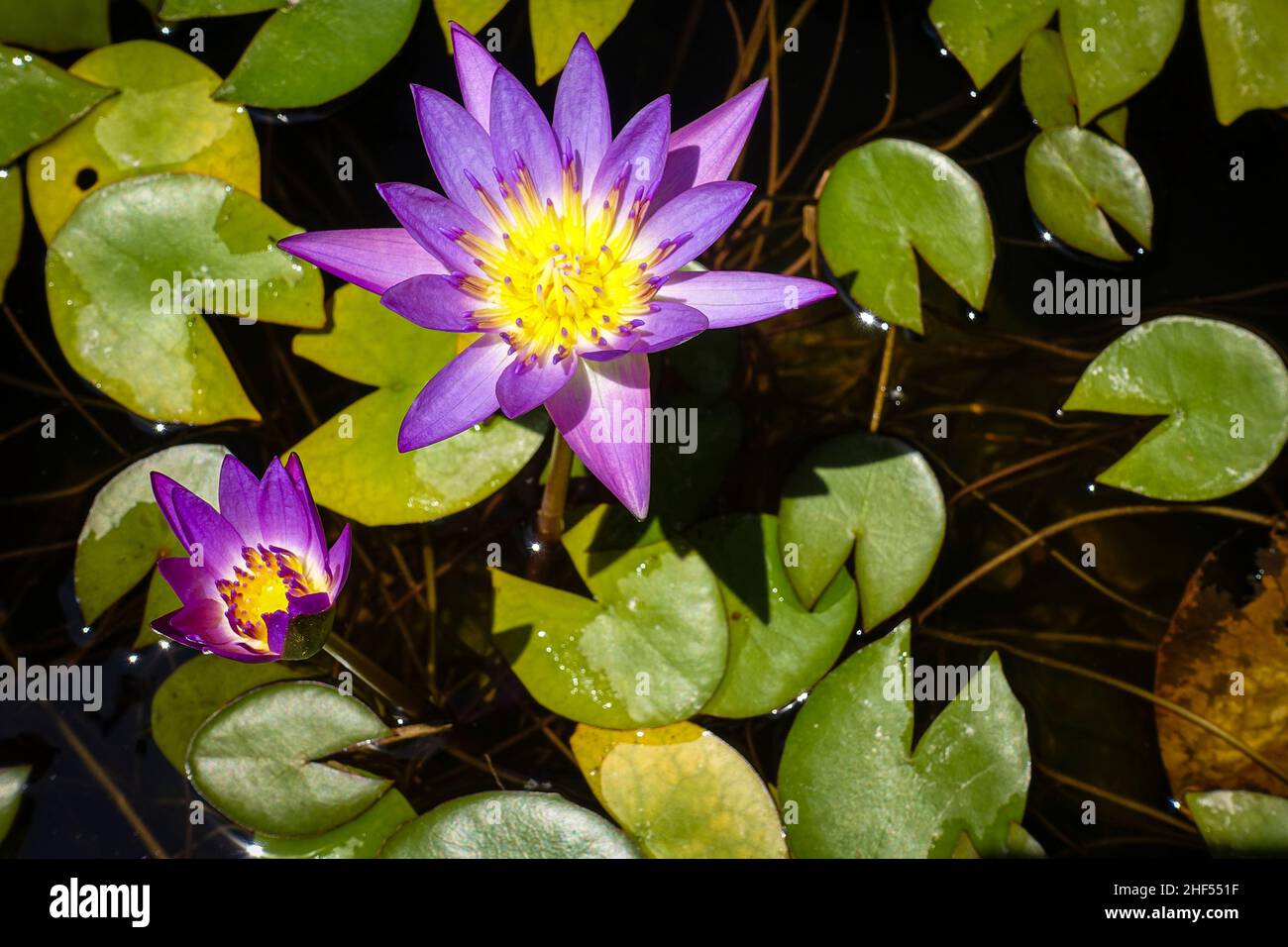 Is a variety of aquatic plants, belong to the Nymphaeaceae, whose name in English is the Water Lily, originating from India Stock Photo