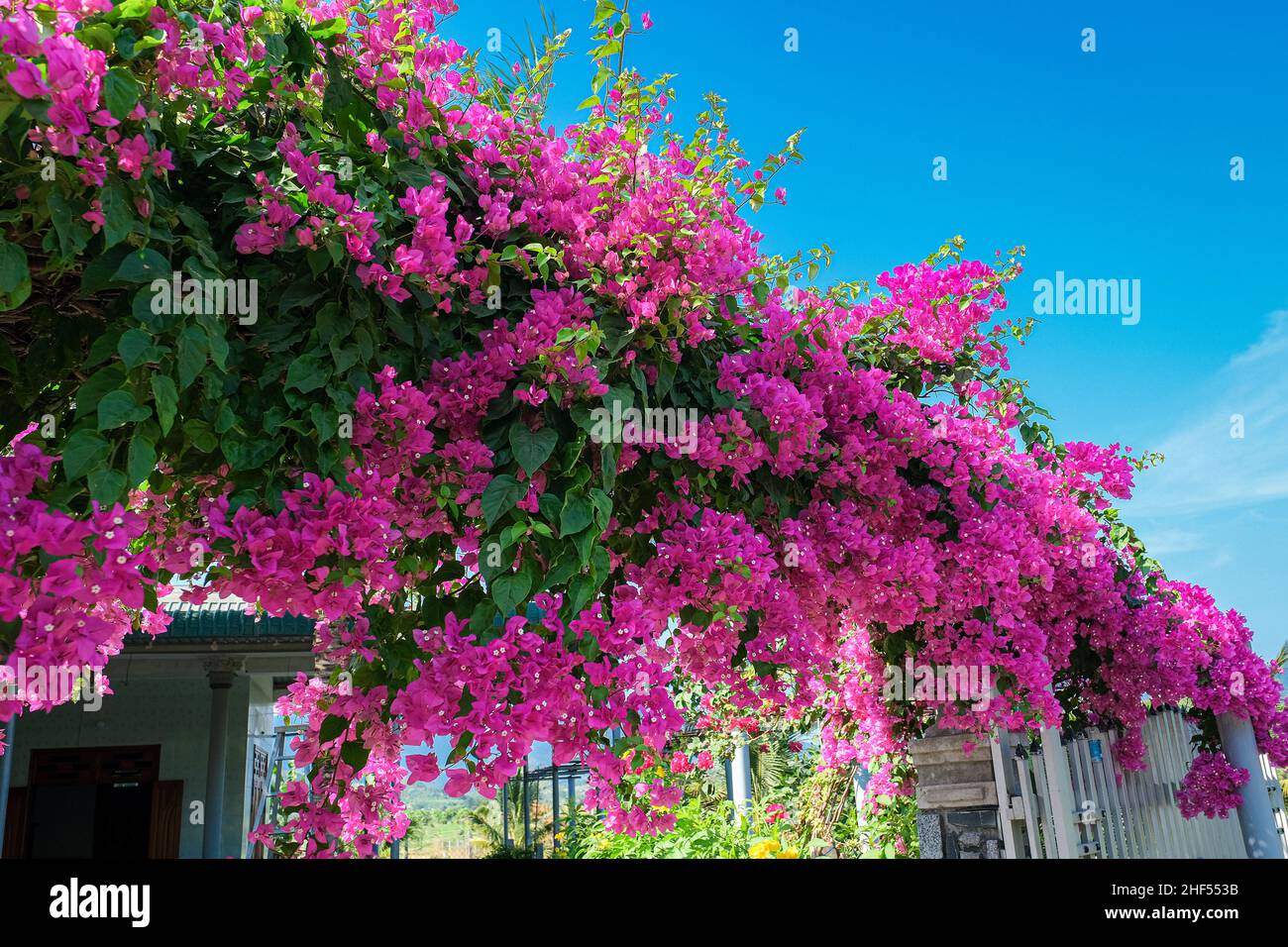 confetti, woody plant, shrub or tree with thorns Stock Photo